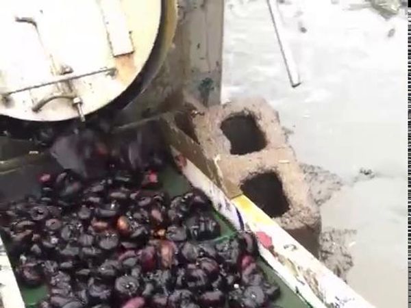 马蹄清洗机视频